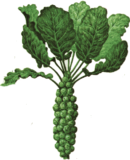 Brussels-sprout-Drawing
