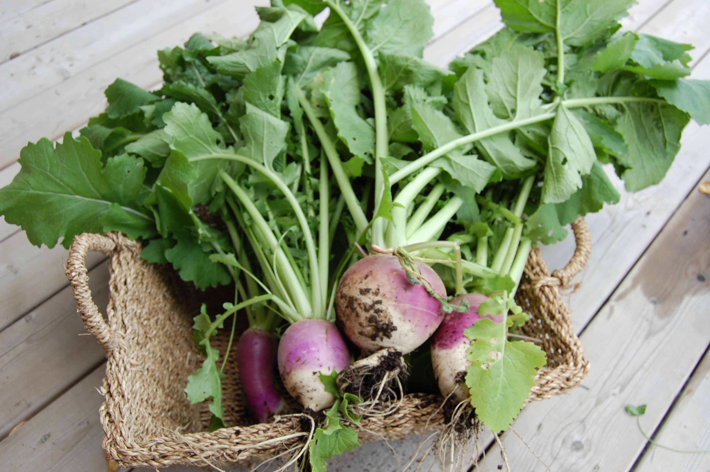 fresh turnips