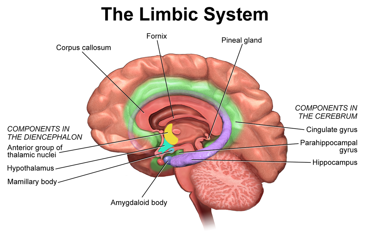 LimbicSystem