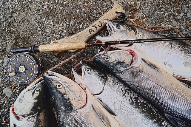 Always use wild caught salmon!
