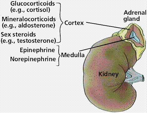 drawing of adrenal glands